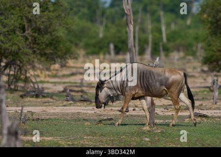 Cookson's Gnus (Connochaetes taurinus cooksoni) im South Luangwa National Park, Sambia Stockfoto