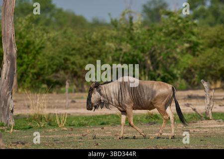 Cookson's Gnus (Connochaetes taurinus cooksoni) im South Luangwa National Park, Sambia Stockfoto