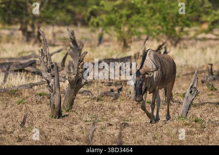 Cookson's Gnus (Connochaetes taurinus cooksoni) im South Luangwa National Park, Sambia Stockfoto
