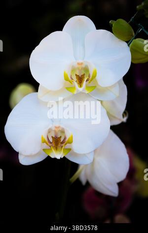 Zarte weiße Orchideen mit gelben Zentren in voller Blüte Stockfoto