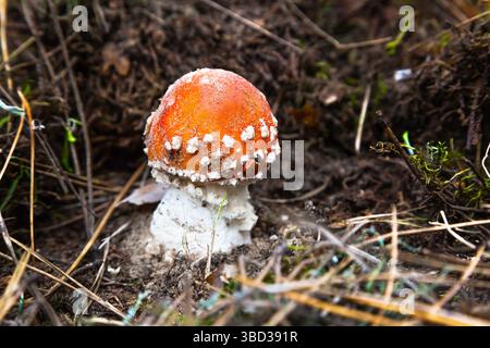Giftige Pilzfliege auf dem Boden im Wald mit einem Marienkäfer drauf. Amanita im Wald, mit rotem Hut und weißen Flecken. Stockfoto