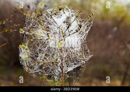 Spinnennetz auf den Zweigen eines Busches. Stockfoto