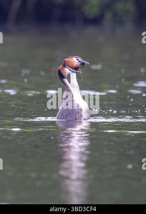 Kidderminster, Großbritannien. Mai 2025. Wetter in Großbritannien: Es ist ein kühlerer Tag mit vielen verstreuten Wolken in den Midlands, obwohl die Temperaturen für zwei Großkäppchen während ihres Paarungsrituals hoch sind. Männliche und weibliche steigen im Wasser auf und bieten Wasserkraut in ihrer Paarung an. Quelle: Lee Hudson/Alamy Live News Stockfoto
