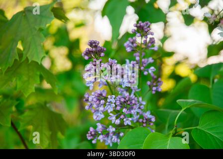 Leuchtende Frühlingslilaen blühen inmitten üppiger grüner Blätter in einem sonnendurchfluteten Garten, der die Gelassenheit der Natur und den Duft frischer Blüten fasziniert. Stockfoto