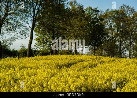 Leuchtendes gelbes Rapsfeld, das unter einem klaren blauen Himmel mit üppigen grünen Bäumen im Hintergrund blüht und eine ruhige natürliche Landschaft schafft. Stockfoto