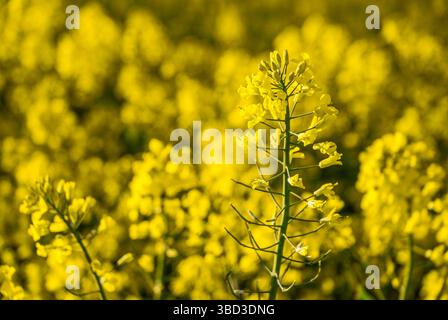 Leuchtend gelbe Rapsblüten auf einem sonnendurchfluteten Feld, die die Schönheit einer üppigen Frühlingslandschaft mit goldenen Blüten und grünen Stielen einfangen. Stockfoto