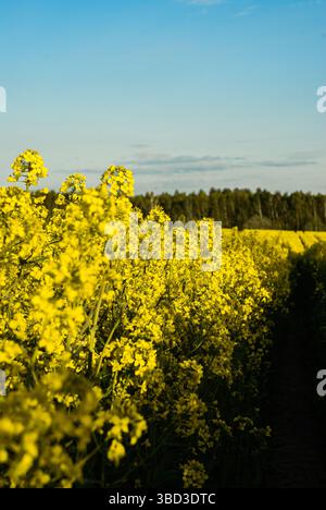 Goldenes Rapsfeld unter klarem blauem Himmel mit leuchtenden gelben Blüten und üppigem grünem Wald im Hintergrund an einem sonnigen Tag. Stockfoto