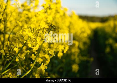 Leuchtende gelbe Rapsblüten in einem üppigen Feld während der goldenen Stunde mit einem hellen sonnigen Himmel im Hintergrund für eine ruhige natürliche Szene. Stockfoto
