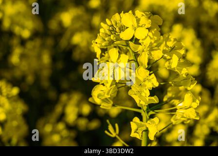 Leuchtend gelbe Rapsblüten in voller Blüte, beleuchtet durch warmes Sonnenlicht vor einem verschwommenen floralen Hintergrund in einer üppigen Feldumgebung. Stockfoto