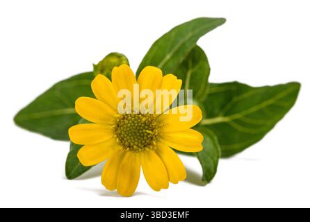 Mexikanische kriechende Zinnienblüte isoliert auf weiß Stockfoto