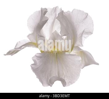Weiße Irisblume isoliert auf weißem Hintergrund Stockfoto