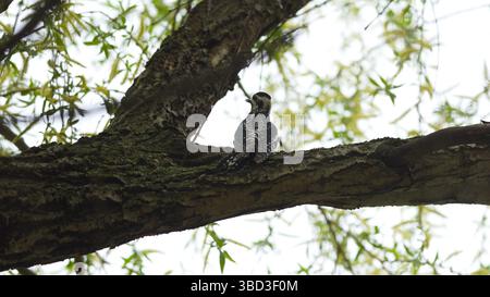 Ein kleiner Vogel steht auf einem Baumzweig. Der Vogel ist schwarz-weiß. Der Baum ist voller Blätter und Äste Stockfoto