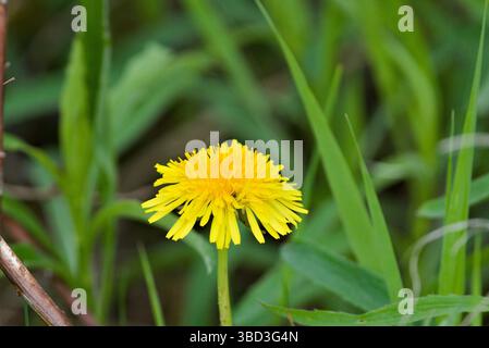 Eine gelbe Blume steht im Vordergrund eines grünen Feldes. Die Blume ist der Hauptfokus des Bildes und hebt sich vor dem grünen Hintergrund ab Stockfoto