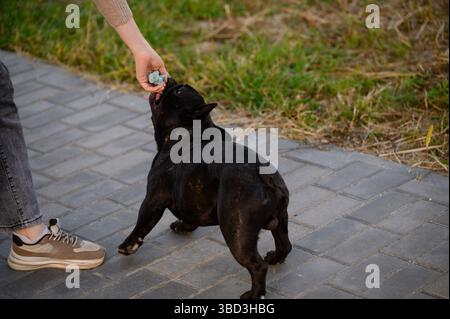 Die französische Bulldogge spielt und zieht ihr Lieblingsspielzeug während des Spaziergangs im Park aus den Händen der Frau. Nahaufnahme von Haustier und Besitzer, die draußen mit ihm spielen Stockfoto