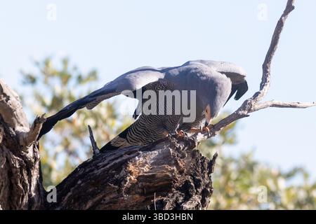 Afrikanischer Harrier-Falke, Harrier-Falke oder Gymnogene (Polyboroides Typus) auf der Suche nach Insekten an toten Bäumen, Mpumalanga, Südafrika Stockfoto