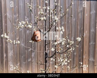 PRUNUS institia Prune Damson. Prunus mit hellen Blumen im Frühling, Bug Hotel hängt an einer Filiale Surrey Garden UK Stockfoto