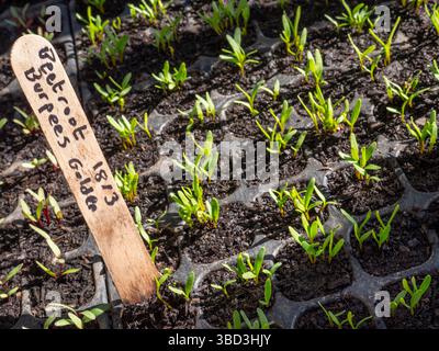 Rote Beete Burpees Golden in einem Pflanzmodul, süße Rote Beete mit einem milden Geschmack wie Spinat oder Mangold. Surrey Kleinod UK Stockfoto