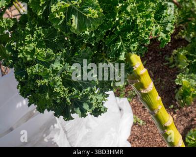PALMKOHL Ostfrieser Palmkohl (Brassica oleracea var. Palmifolia): Auch bekannt als: Toskanischer Grünkohl, Dinosaurierkohl, Schwarzer Grünkohl, beliebt in Suppen, Surrey, Großbritannien Stockfoto