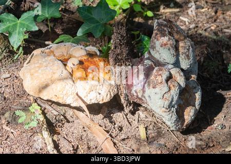 Lackierte Halterung (Ganoderma lucidum) auf Resten von verfallenem Holz, Swellendam, Westkap, Südafrika Stockfoto
