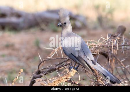 Grauer Abwesenheitsvogel, Grauer Loerie oder Grauer Turaco (Corythaixoides concolor) in der Acacia Savanne, Shingwedzi, Limpopo, Südafrika Stockfoto