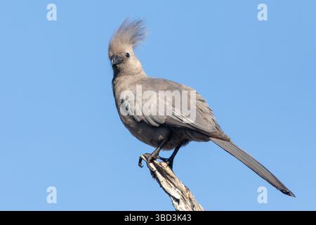 Grauer Abwesenheitsvogel, Grauer Loerie oder Grauer Turaco (Corythaixoides concolor) auf Ast, Punda Maria, Kruger-Nationalpark, Südafrika Stockfoto