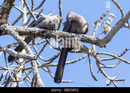 Zwei graue Abwesenheitsvögel, graue Loerie oder graue Turaco (Corythaixoides concolor) im Wald, Limpopo, Südafrika Stockfoto