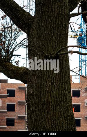 Nahaufnahme eines großen Baumstamms vor dem Hintergrund einer städtischen Baustelle. Dunkle Rinde steht im Kontrast zu den hellen Farben der nahegelegenen Gebäude, Stockfoto