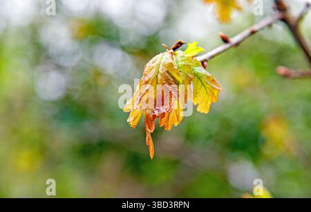 Blick auf Eichengelb Blätter auf dem Baum, an einem sonnigen Tag, Irland Stockfoto