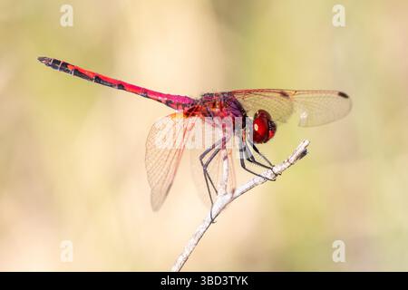 Stecker, rot geäderten Dropwing Dragonfly (Trithemis arteriosa) auf Zweig im Spätsommer gehockt, Western Cape, Südafrika Stockfoto