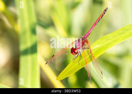 Männliche Rotgeäderte TropfLibelle (Trithemis arteriosa), die in den Feuchtgebieten Western Cape, Südafrika mit den Flügeln nach unten thront Stockfoto