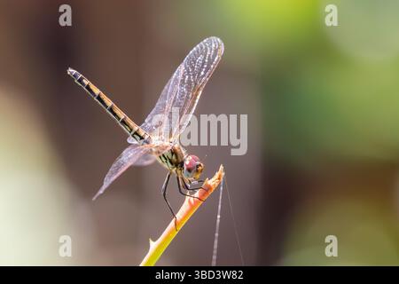 Rotgeädertes Weibchen (Trithemis arteriosa), das im Spätsommer auf dem Zweig thront, Westkap, Südafrika Stockfoto