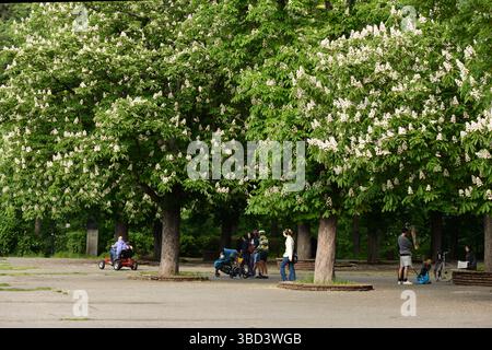 Die Menschen verbringen einen friedlichen Frühlingnachmittag in Sofia Bulgarien, genießen frische Luft und blühende Bäume in einem der grünen öffentlichen Parks der Stadt, Balkan, EU Stockfoto