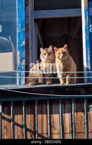 Katze auf dem Balkon. Sicherheitsrisiko für Tiere. Hochwertige Fotos Stockfoto