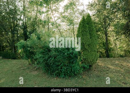 Ein lebhafter Fleck aus dichten grünen Sträuchern und einem konischen immergrünen Baum stehen in einem sonnendurchfluteten Waldgarten, umgeben von hohen Bäumen und weichen Bäumen. Stockfoto