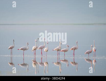 Afrika, Tansania, Ngorongoro Conservation Area. Größere Flamingos spiegeln sich im See. Stockfoto