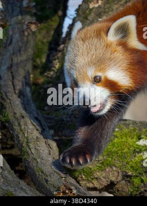 Roter Panda oder kleiner Panda klettern in einem Baum im Zoo Hellabrunn in München. Deutschland, München Stockfoto