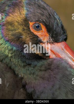 Schwarzstorch. Zoo Hellabrunn in München, Deutschland, Bayern Stockfoto