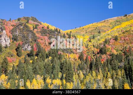 USA, Utah. Aspen und Ahorn in Herbstfarbe auf den Hängen der Wasatch Mountains entlang der South Big Cottonwood Canyon Road Stockfoto