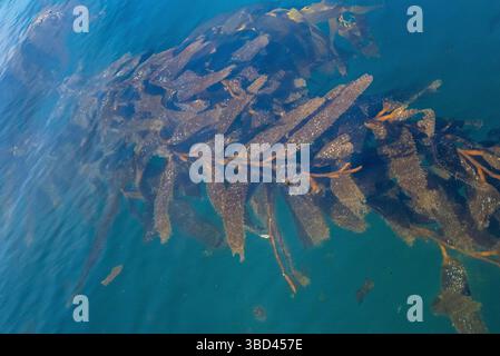 Leuchtturm Les Eclaireurs. Ushuaia, im Land des Feuers, am Ende der Welt. Südargentinien Stockfoto