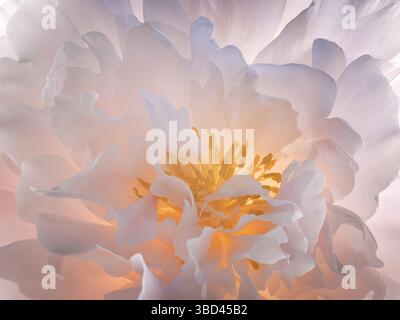 USA, Washington State, Seabeck. Pfingstrosenblüte aus der Nähe. Stockfoto