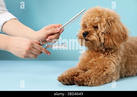 Der Groomer schneidet süßes Hundehaar auf hellblauem Hintergrund, Nahaufnahme Stockfoto