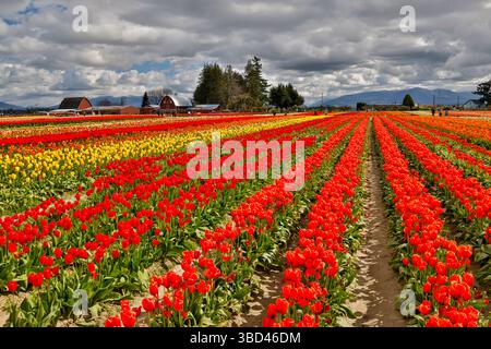 USA, Washington State, Skagit Valley. Rote Scheune und Tulpen auf dem Feld. (Nur Für Redaktionelle Zwecke) Stockfoto