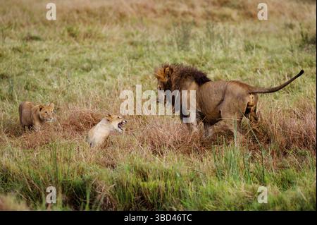 Löwen (Panthera leo), männlich mit Jungen, Marsh Stolz, Masai Mara, Kenia, Afrika Stockfoto