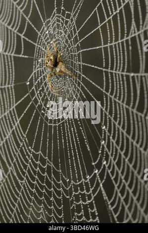 Gartenkugelspinne (Araneus diadematus), Erwachsene, im Zentrum des tau bedeckten Netzes, Oxfordshire, England, Vereinigtes Königreich, Europa Stockfoto