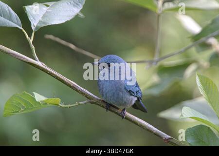 Verditer Flycatcher (Eumyias thalassinus) erwachsener männlicher Ständer, Laifengshan, Tengchong, Yunnan, China, Asien Stockfoto