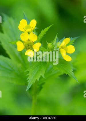 Washington State, Central Cascades. Gewöhnliches Cinquefoil mit neuen gelben Blüten, Nahaufnahme Stockfoto