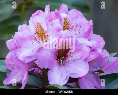 Bundesstaat Washington. Nahaufnahme der Gruppierung rosa Rhododendron-Blüten Stockfoto