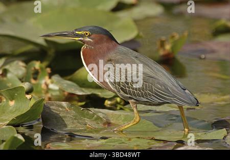 Grüner Reiher (Butorides striatus), Erwachsener, der über Seerosenblätter läuft, Florida, USA Stockfoto