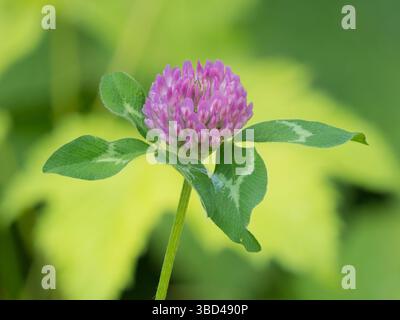 Washington State, Tiger Mountain. Rote Kleeblume mit grünen Blättern, Nahaufnahme Stockfoto