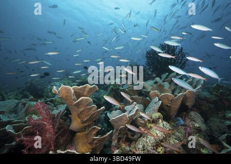 Fusiliers über dem Korallenriff, Neu Irland, Papua-Neuguinea Stockfoto